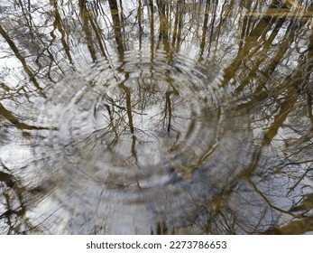 reflection of the forest in the water