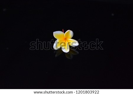 Reflection of Frangipani