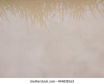 The reflection of grass shadow in water