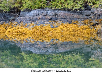 Reflection Great Bear Rainforest Canada