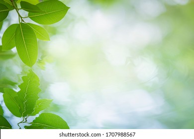 Reflection Of Green Leaf And Cloudy Sky On Water Ripple. Abstract Nature Background.