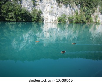 Reflection Of A Karstic Wall In A Crystalline Turquoise Lake On Which Three Ducks Peacefully Swim In Plitvice Lakes National Park - Croatia