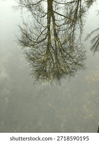 Reflection of a leafless tree on the still surface of shallow water, with the branches mirrored crisply above faintly visible stones and plants on the pond bottom.