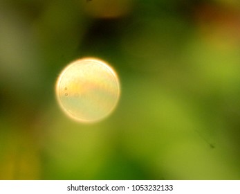 Reflection light, dew drops
