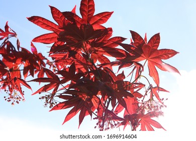 reflection of light through a flower by the sun