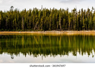 The Reflection Of A Line Of Pine Trees In Yellowstone National Park, WY.