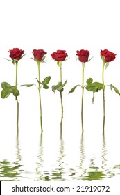 Reflection for long stem red roses