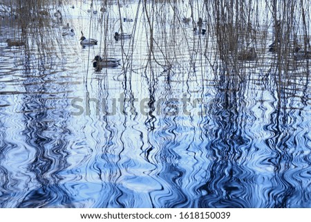 Similar – Foto Bild Frühling in der Pfütze