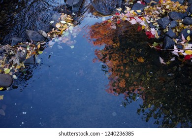 Reflection Of Mill Stream At Willamette University