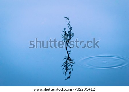 Reflection of nature