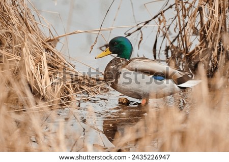 reflection, nature, duck, bird, animal, domestic, ornithology