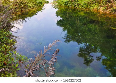 Reflection in nature in the forest