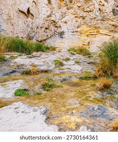 Reflection on Spring Fed Pool Below Sitting Bull Falls, Sitting Bull Falls National Recreation Area, New Mexico, USA