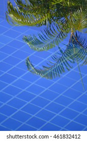 Reflection of a palm tree on a pool