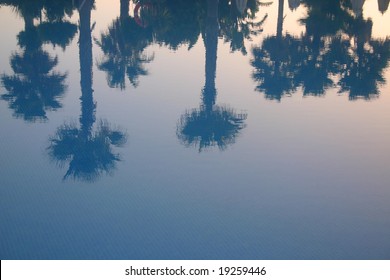 Reflection of palm trees
