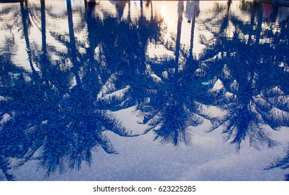 Reflection of palms tree shadow with pool water in the evening light