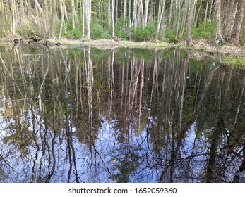 reflection of pines in a pond in a forest during the daytime