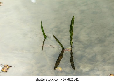 Reflection of plants in the water