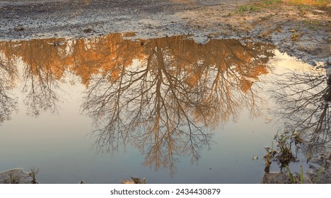 reflection in the puddle of autumn tree