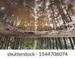 Reflection of Quiet Pine Forest
