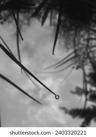 Reflection in a Rain drop