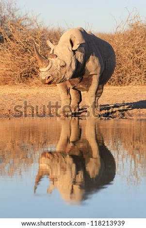 Similar – Black Rhino, Namibia