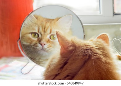 Chat Miroir Images Photos Et Images Vectorielles De Stock Shutterstock