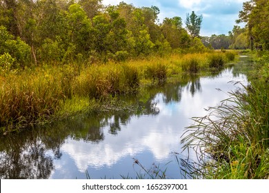 Reflection Shot Of Water Canal Along A Peat Swamp Forest That Helps Maintaining Water Level. It Contains Brackish Water With Tannin From Peat.