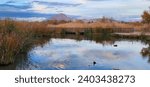 Reflection of the sky bouncing off the water of a wetland pond at the Clark County Wetlands Park in Henderson Nevada 