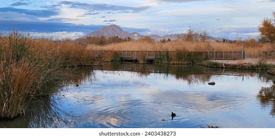 Reflection of the sky bouncing off the water of a wetland pond at the Clark County Wetlands Park in Henderson Nevada 