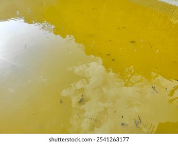 Reflection of sky, clouds and trees in a pond with yellow water. Balaju Park, Kathmandu Nepal.