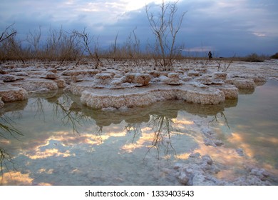 Salt Tree Images Stock Photos Vectors Shutterstock