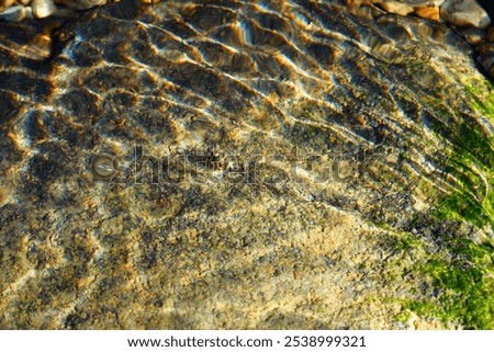 Similar – Image, Stock Photo Dead Dove IV Pigeon Animal