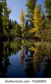 Reflection Of Timber And Aspens, Fall, South Lake Tahoe, California