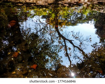 Reflection of a tree in apond