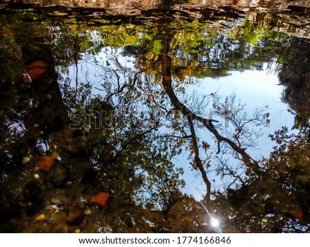 Reflection of a tree in apond
