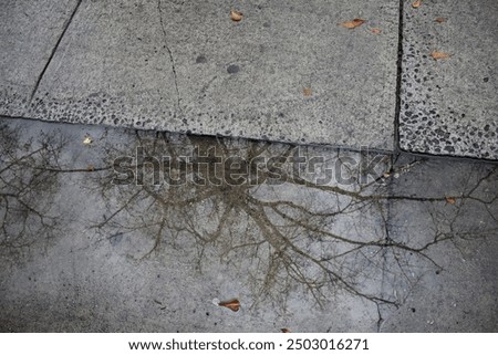 a reflection of tree branches in a puddle on a sidewalk on a rainy day 