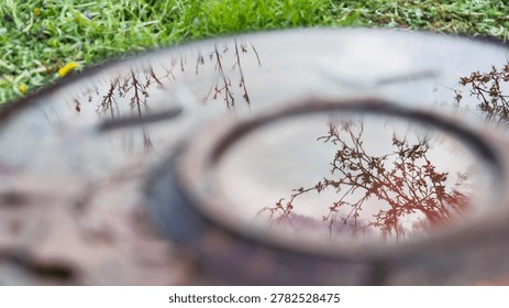 Reflection of tree branches in rain puddle with soft natural light and atmospheric mood