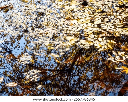 Similar – Image, Stock Photo This dark pond water doesn’t scare a gorgeous naked girl who is ready for a swim in a swamp. Her nude sexy curves are clearly visible between the green water plants that surround her. A wild spirit enjoys a hot summer.