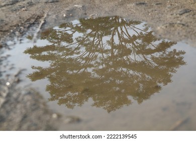 Reflection of a Tree on the Surface of the Water