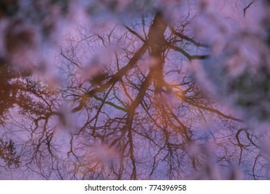 Reflection of the tree and pink sky in the water
