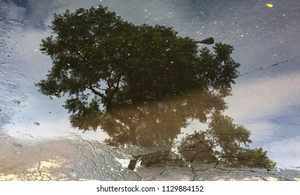 reflection of a tree in a puddle