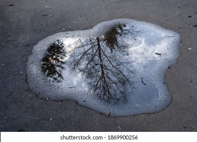 Reflection of a tree in a puddle. Autumn puddle on a pavement in the city after rain.