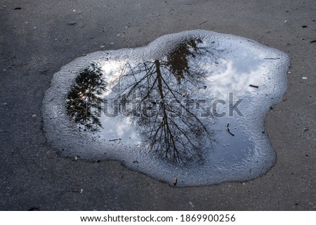 Reflection of a tree in a puddle. Autumn puddle on a pavement in the city after rain.