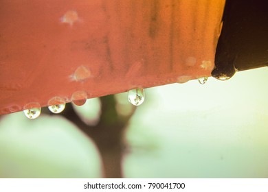 Reflection of a tree in a raindrops