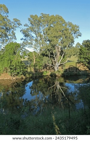 reflection of tree in riverLogan River, Queensland, Australia.         March