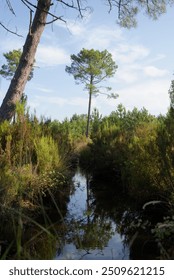 Reflection of tree in a stream, landscape