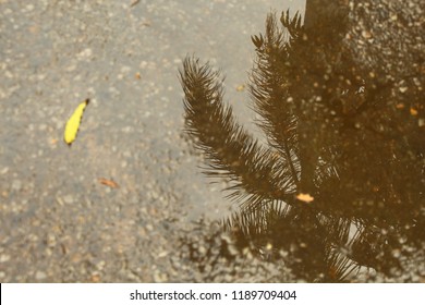 Reflection of the tree in water