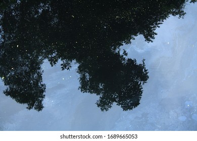 Reflection of a tree in water.