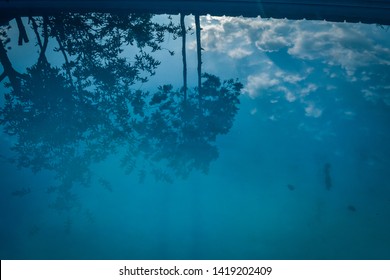 Reflection Of Trees And Blue Sky With Clouds On Still Water Of A Swimming Pool